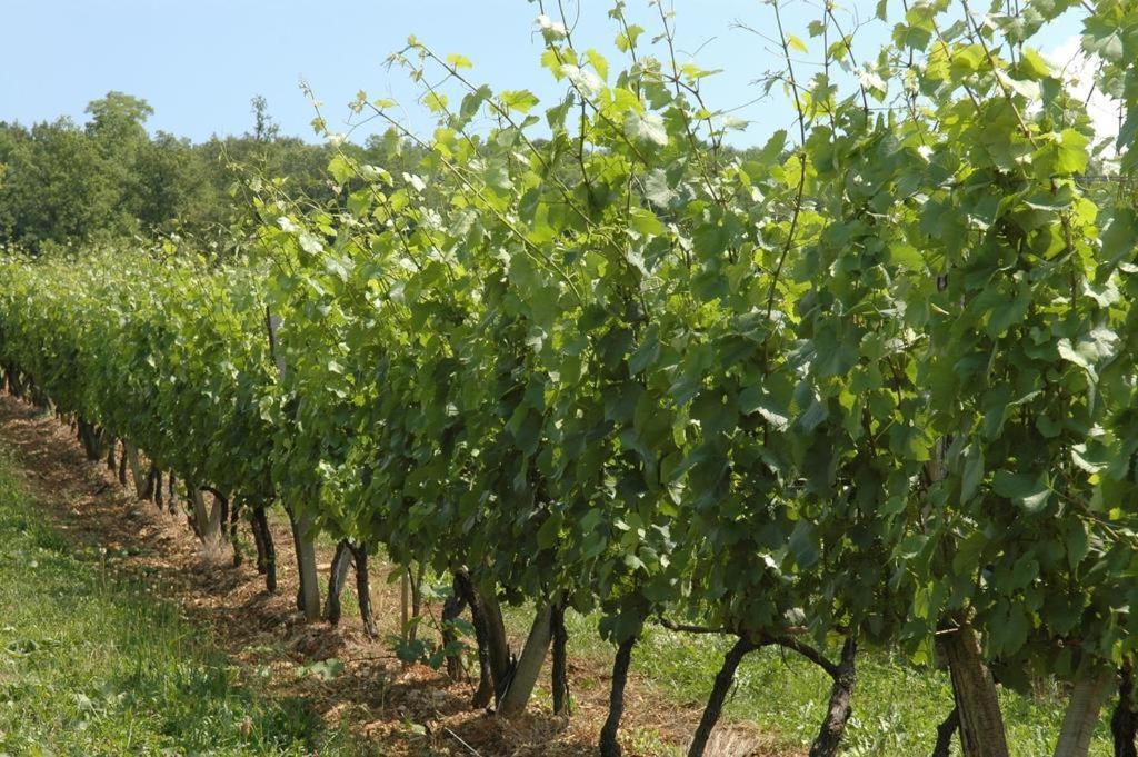 Chambres Sous Les Vignes Du Buttois Bussy-le-Grand Exterior foto